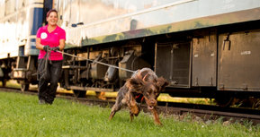 Karin Fleer von der Sniff Dog Company beim Training mit Hund